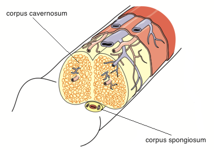 anatomia penisu